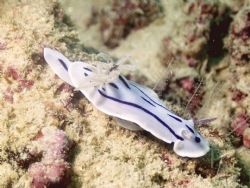Chromodoris willani off of the coast of Borneo (Kapalai I... by Stephen Wurfel 